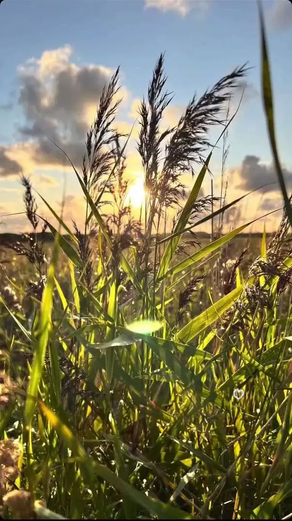 Trawa wydmowa pod światło