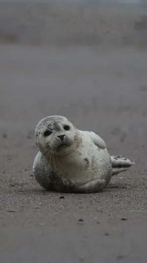 Młoda foka na plaży