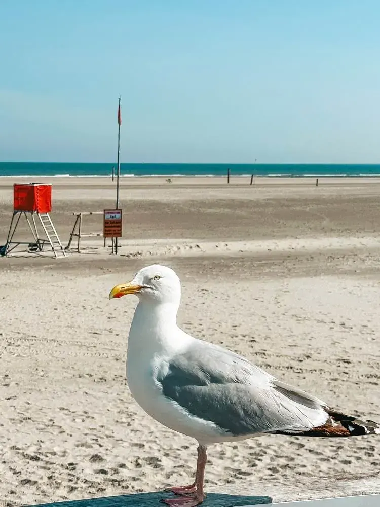 Mewa na plaży